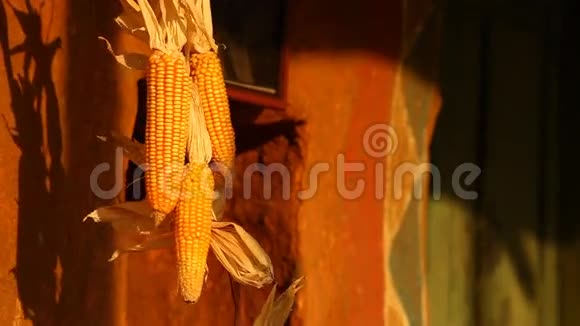 农村的玉米视频的预览图