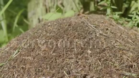 夏天森林里有一群蚂蚁的大蚁丘森林里的一个大蚁丘视频的预览图