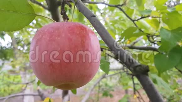 树枝上的熟苹果视频的预览图