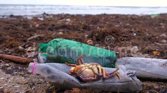 沙滩上的海藻中的塑料瓶死蟹和其他碎片视频的预览图