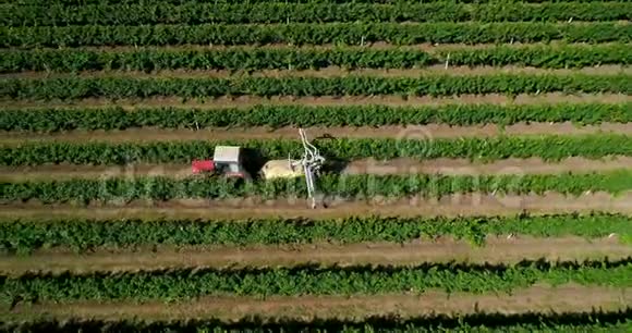在葡萄园里收获葡萄的拖拉机的鸟瞰图农民用拖拉机喷洒葡萄藤视频的预览图