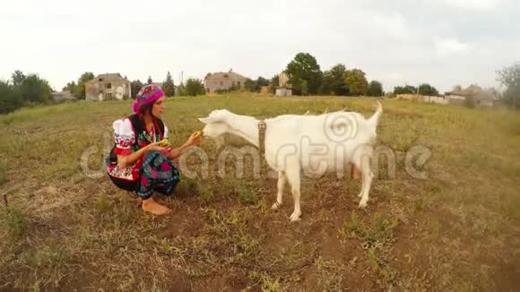 穿着乌克兰民族服装的女孩在田里用苹果喂一只白山羊视频的预览图
