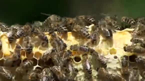 许多蜜蜂用蜂蜜在蜂窝中工作视频的预览图