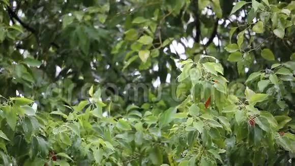 香樟树伴雨视频的预览图