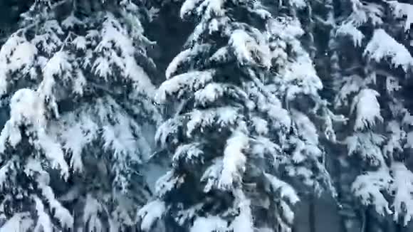 在冬天飞过白雪森林视频的预览图