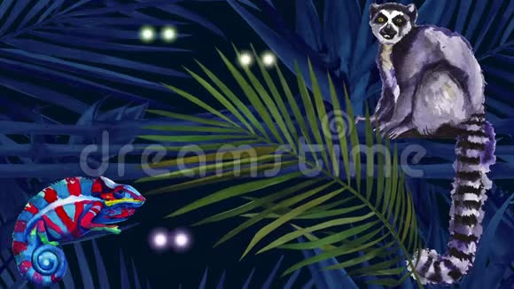 马达加斯加丛林在热带雨林的夜晚闪烁的眼睛视频的预览图