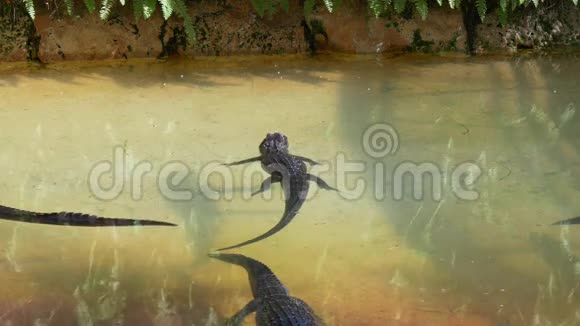夏日鳄鱼宝宝在美国佛罗里达4k水中放松视频的预览图