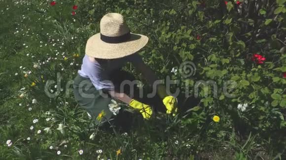 花丛旁的女园丁视频的预览图