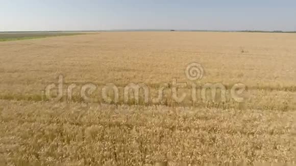从空中视野观看大麦场向前移动海拔较高低速高清视频的预览图