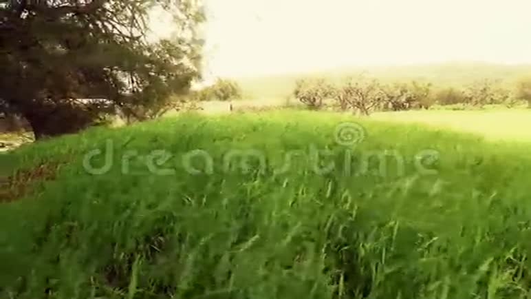 风吹拂在绿色的草地上视频的预览图