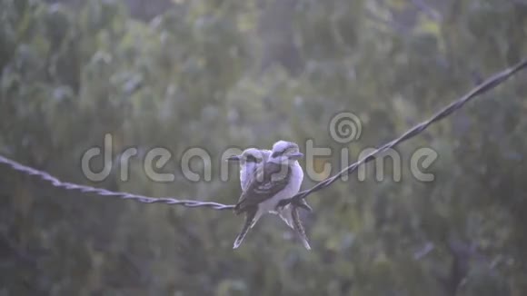 电线上的Kookaburra鸟视频的预览图