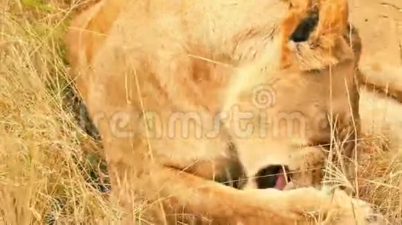 狮子舔爪子马赛马拉视频的预览图
