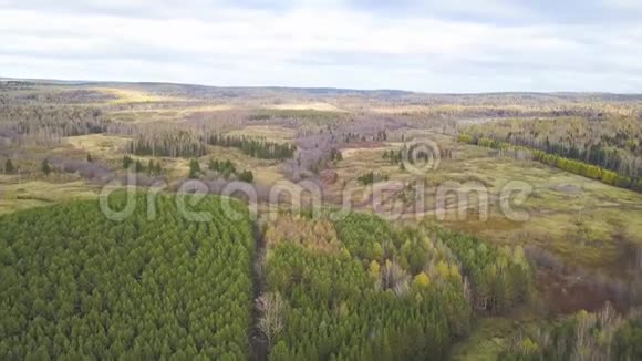 高空俯视秋天野林景观剪辑秋天森林深处的公路的高视角视频的预览图