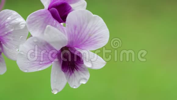 在花园里盛开着美丽的白色和紫色的兰花视频的预览图