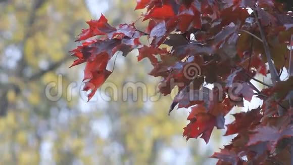 秋枫鲜红的枫叶在风中颤动视频的预览图