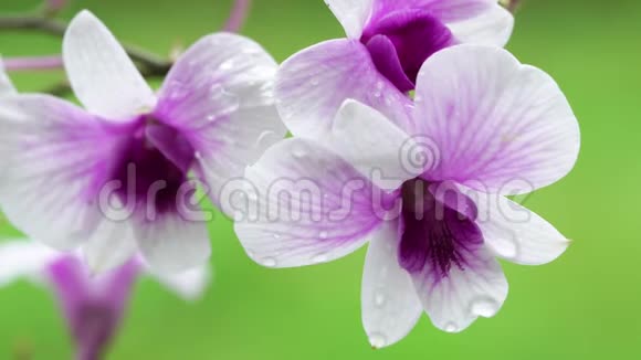 在花园里盛开着美丽的白色和紫色的兰花视频的预览图