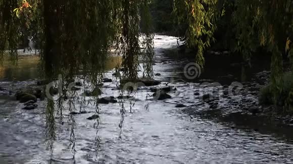 以乌德河为背景的垂柳落叶视频的预览图