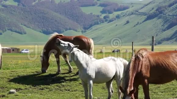 一群黑马在意大利的草地上放牧视频的预览图