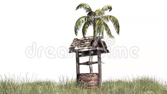 一种棕榈树生长在草地上的老井里视频的预览图