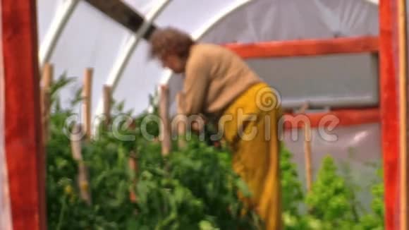 园丁奶奶把番茄放在温室里视频的预览图