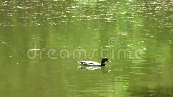 德雷克在池塘里游泳视频的预览图