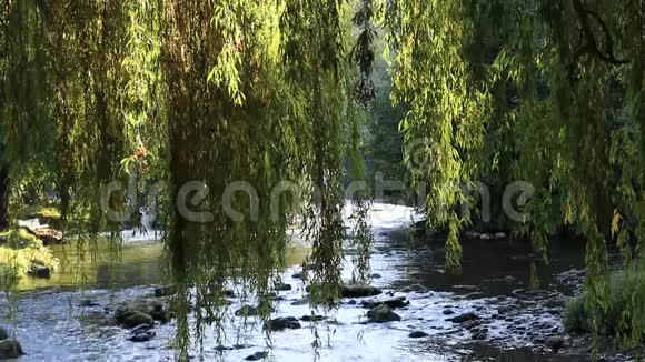 以乌德河为背景的垂柳落叶视频的预览图