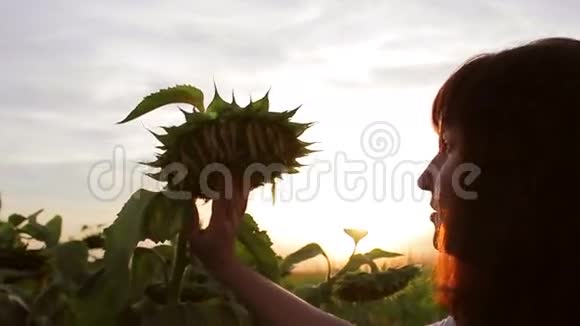 女孩摸向日葵的手视频的预览图