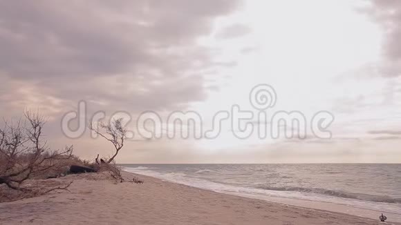 海边的干树无叶无海的孤树视频的预览图