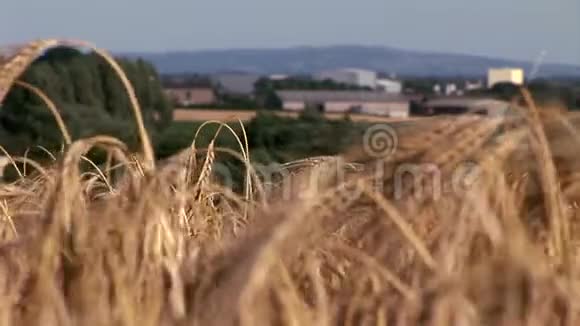 以农场为背景种植小麦视频的预览图