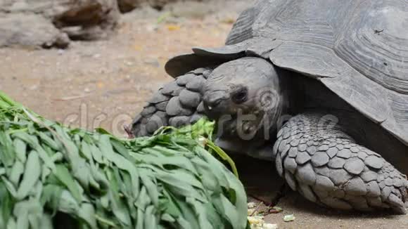 乌龟吃蔬菜视频的预览图