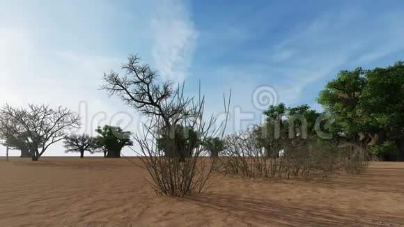 非洲大草原上可怕的猴面包树视频的预览图