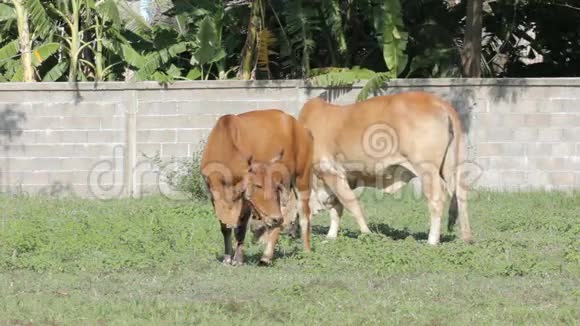 牛在阳光下吃草视频的预览图