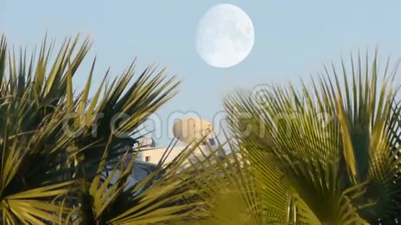 大的锯木景观棕榈与CGI月视频的预览图