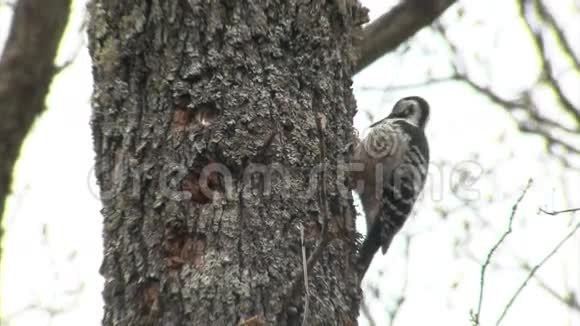 白背啄木鸟在森林树上吃昆虫视频的预览图