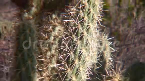 博雷戈沙漠加利福尼亚仙人掌植物视频的预览图