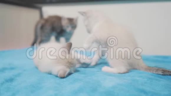 有趣的视频白人两只小猫躺在床上玩两只小猫的生活方式在室内打架猫和猫视频的预览图