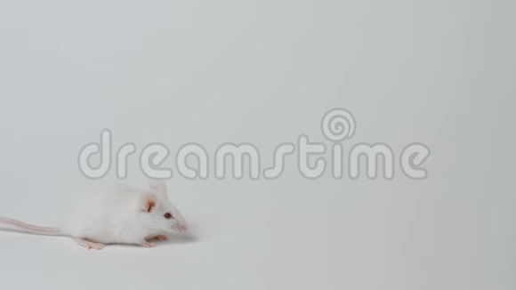 白鼠标擦干净后在白色背景上运行视频的预览图
