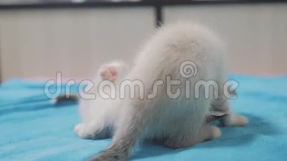 有趣的视频白人两只小猫躺在床上玩两只小猫在室内打架猫和生活方式视频的预览图
