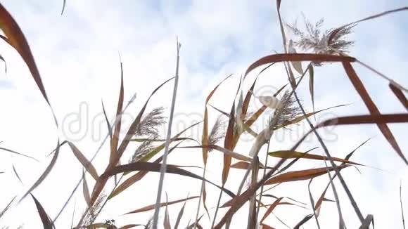 干燥的沼泽草在灰色的天空背景下随风摇曳视频的预览图