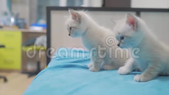 有趣的视频白人两只小猫躺在床上玩两只小猫正在与室内生活方式搏斗猫和猫视频的预览图