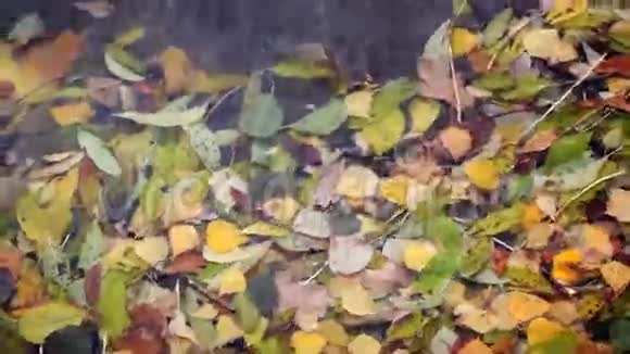 在水里的叶子视频的预览图