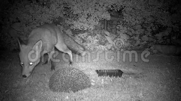 晚上和刺猬一起在郊区花园里玩狐狸视频的预览图