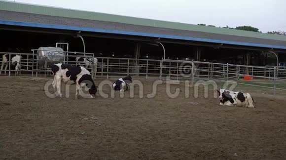 4K农场谷仓里的牛荷斯坦牛的牛农业产业视频的预览图