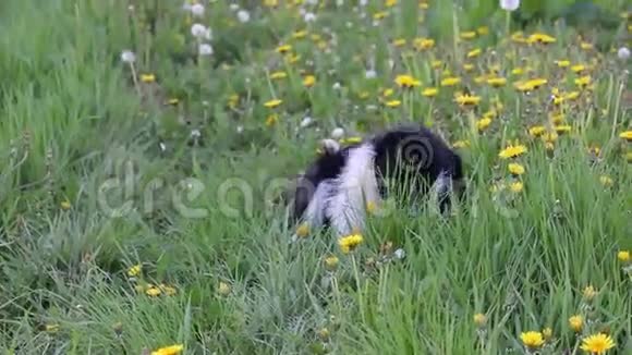 流浪狗在春天吃草视频的预览图