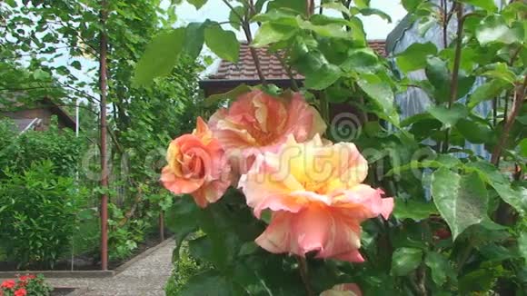 美丽的灌木玫瑰在乡间别墅的背景下升起视频的预览图