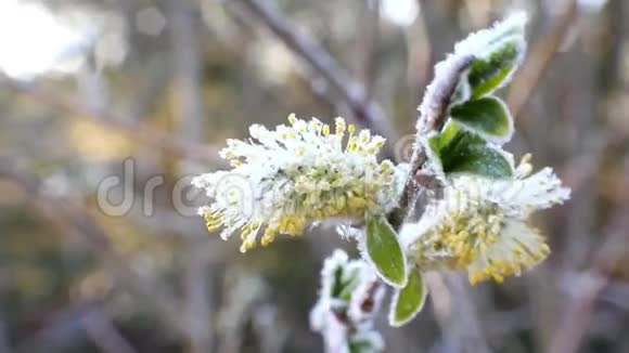 回春寒冷的天气花的霜视频的预览图