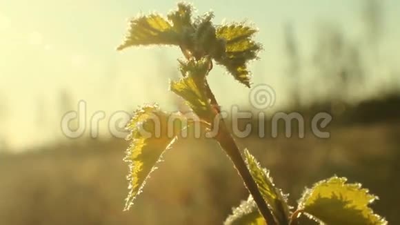 春寒回暖绿叶上的霜视频的预览图