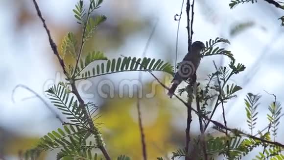 小鸟在吃嫩叶视频的预览图