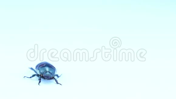 甲虫独自去散步背景视频的预览图