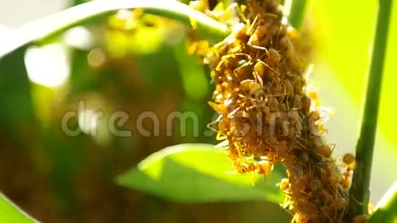 织女蚂蚁覆盖植物梢视频的预览图